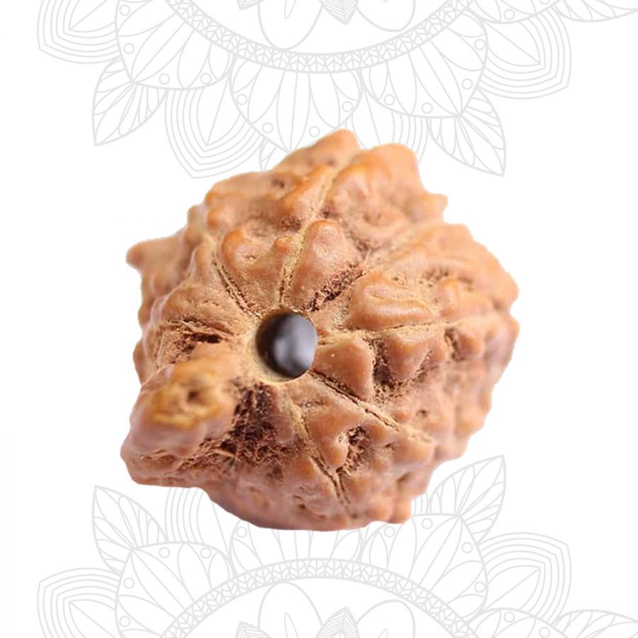 Ganesh Rudra Roop Ganesh Rudraksh Archives - Rudra Jyoothi